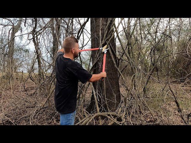 HOW TO SAVE A TREE FROM INVASIVE WISTERIA VINE