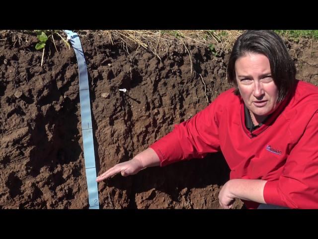 Root growth and soil structure below cover crops in a Wisconsin field