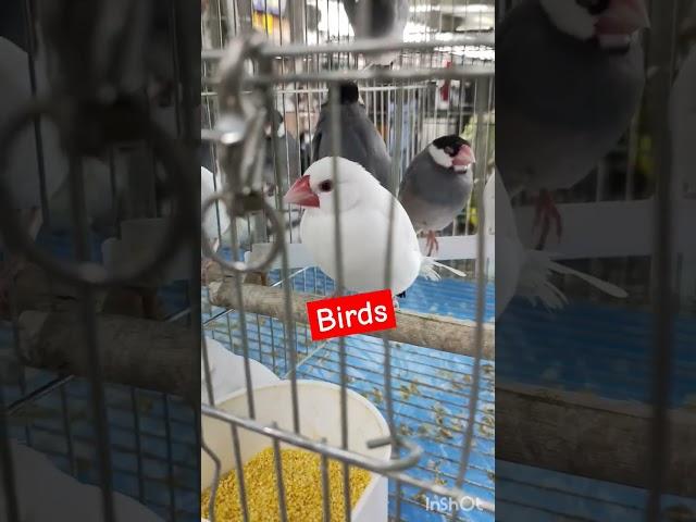 Ang cute ng puting ibon#trendingshorts #birds #pets