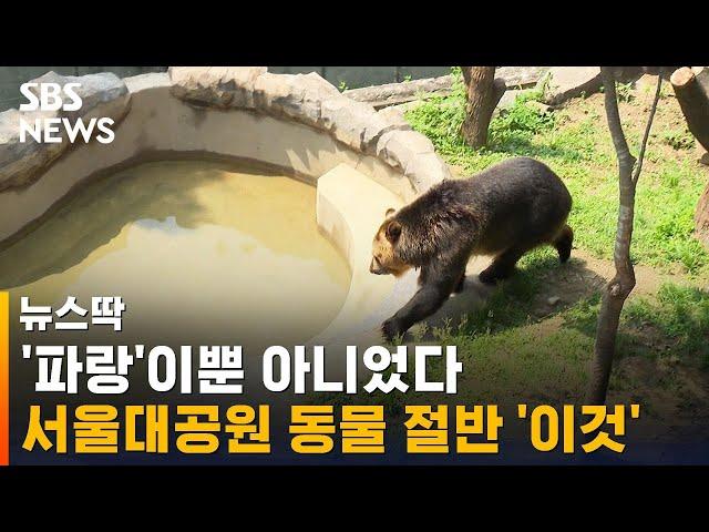 '파랑'이뿐 아니었다…서울대공원 동물 절반이 '이것' / SBS / 뉴스딱