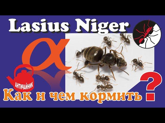 Муравьи. Как и чем кормить Lasius Niger? Античайник!