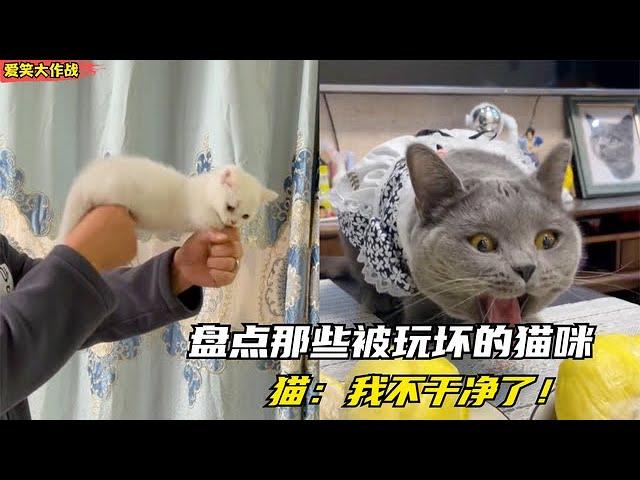 爆笑：盘点那些被玩坏的猫咪，猫：我不是人，但你们是真的狗！