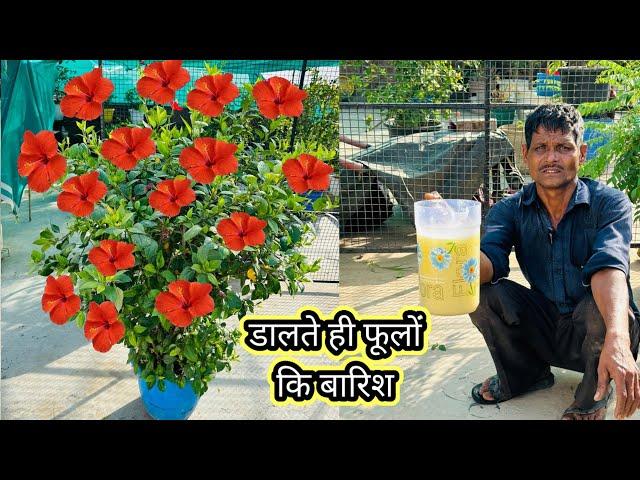 The gardener told the secret of getting flowers from hibiscus repeatedly