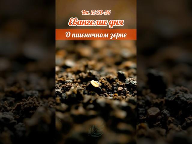 Евангелие дня: о Пшеничном зерне | 7 июня
