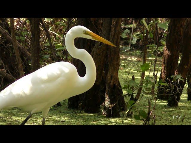 Bird Eats Fish FYV