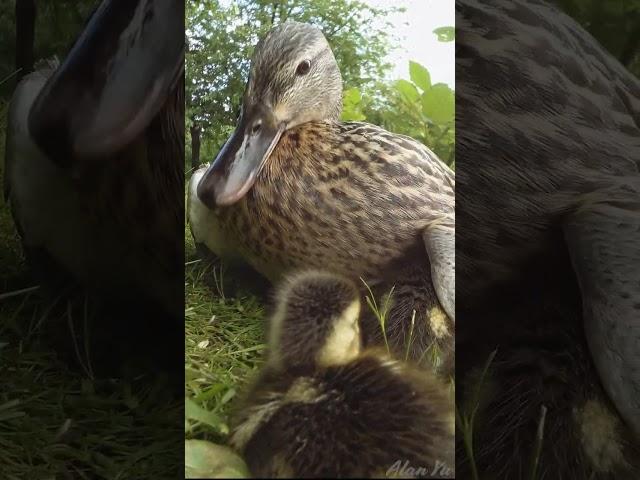 Baby Ducklings With Mom Duck