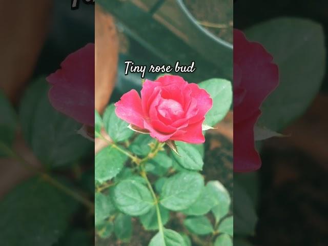 Roses #rose #roseplant #balconygarden #plants