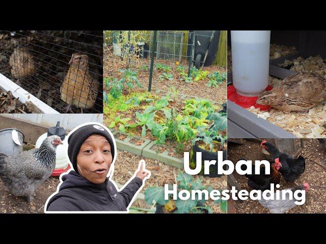 The Best Way To Start Your Urban Homestead Might Surprise You! This Video Is Not What You Think!