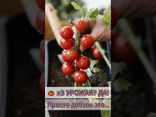  ШОК! Эти помидоры дали в 3 РАЗА БОЛЬШЕ – вот как!