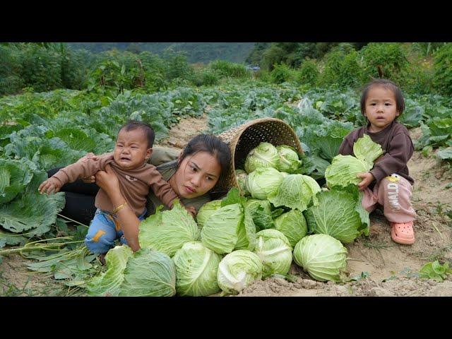 Harvest cabbage to sell at the market - cook giant fish for your children to eat