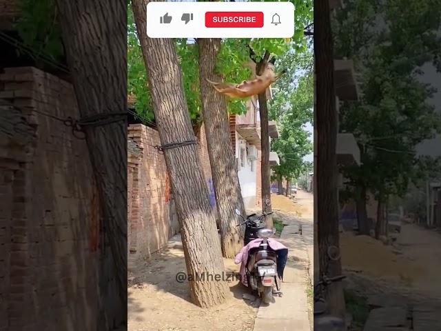 Can Your Dog Do This? You Have to See!  #shorts #dog #amazing