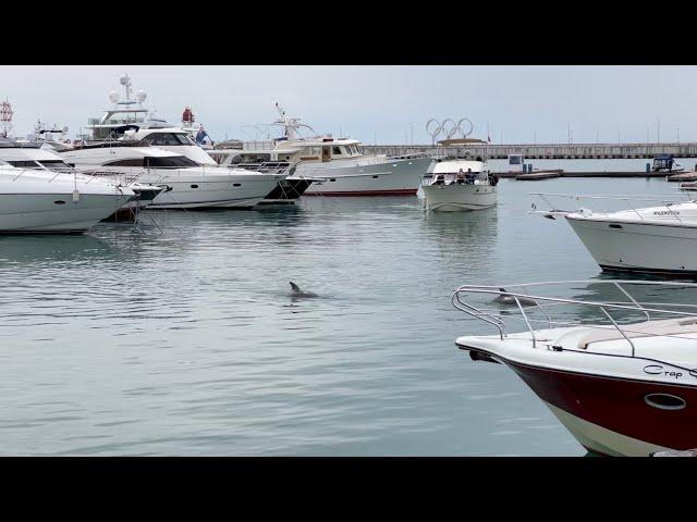 Дельфины и яхты в Grand Marina Sochi by Burevestnik Group Морпорт Сочи