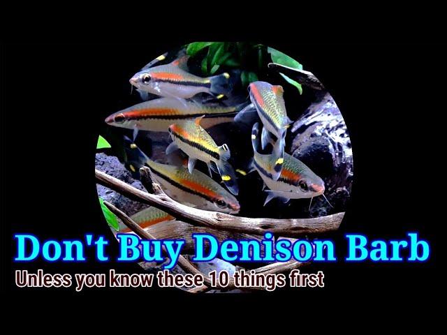 Don't Buy Denison Barb  Unless You Know These First | 10 Things You Should Know About  Denison  Barb