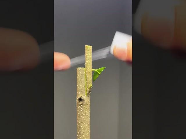 Fruit tree grafting technology sharing, just align the cambium, and