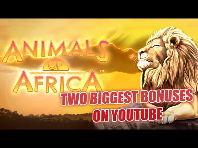 Animals of Africa Slot Big Win Bonus (900X Handpay) Wild Life