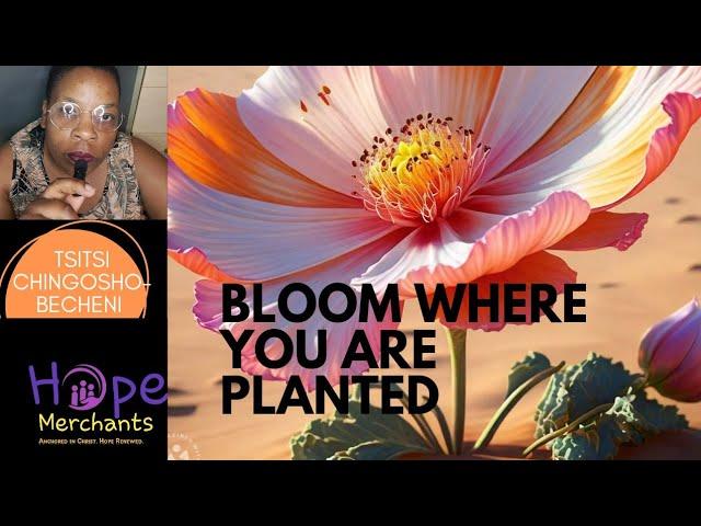 BLOOM WHERE YOU ARE PLANTED//BLOOM IN CRISIS/Tsitsi Chingosho-Becheni