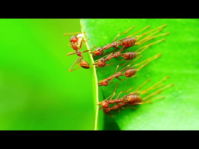 Wildlife Chronicles - Weaver Ants - Borneo