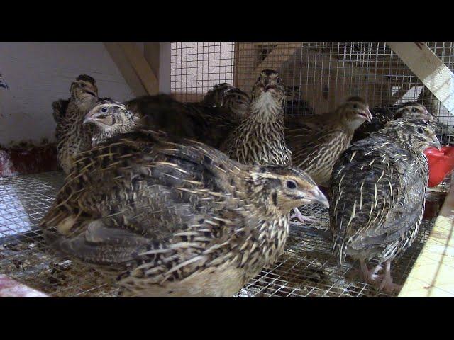 Protein and Calcium requirements of coturnix quail & mixing your own layer feed.