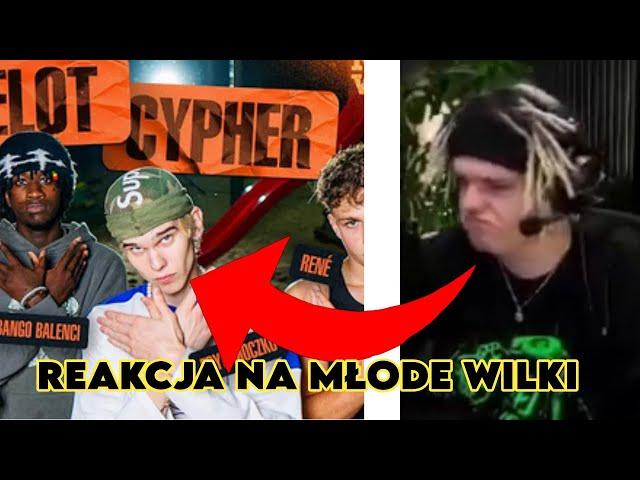 YOUNG MULTI REAKCJA NA NOWE MŁODE WILKI