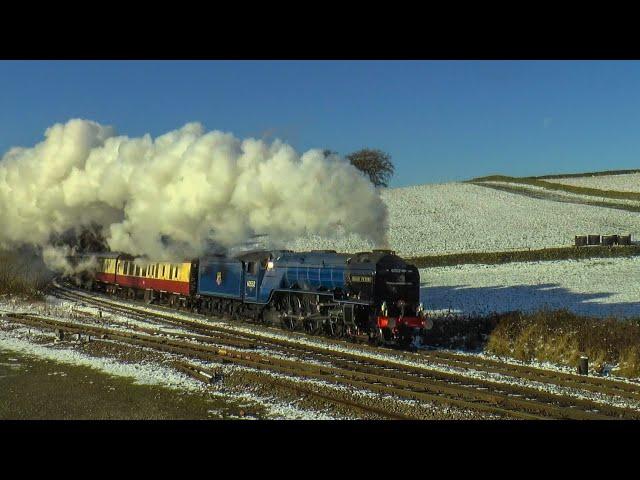 60532 'Blue Peter' In The Snow ! The Christmas White Rose