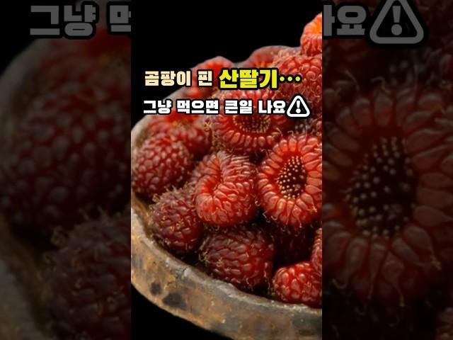 산딸기 100g, 이래서 슈퍼푸드였어요#산딸기 #슈퍼푸드 #중년건강 #항산화 #피부건강