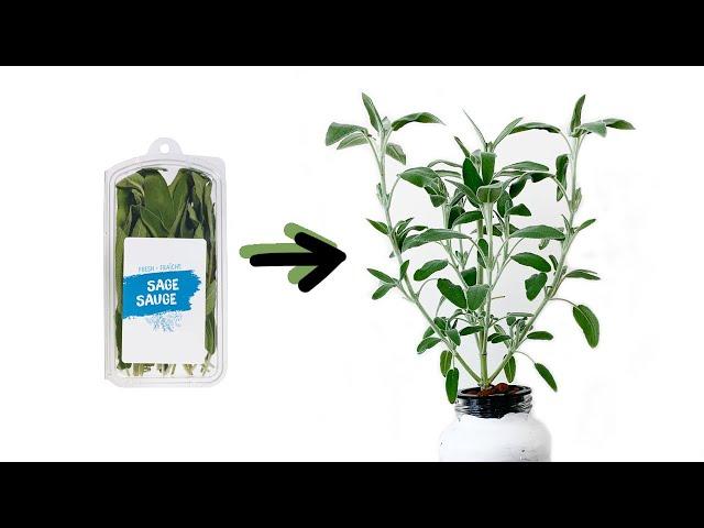 How to Grow Sage Cuttings from the Grocery Store