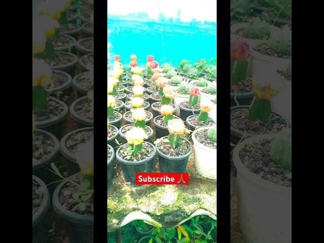 Beautiful garden 🪴 ||#shorts #trendingshorts #nature #garden #viralvideo #youtubeshorts