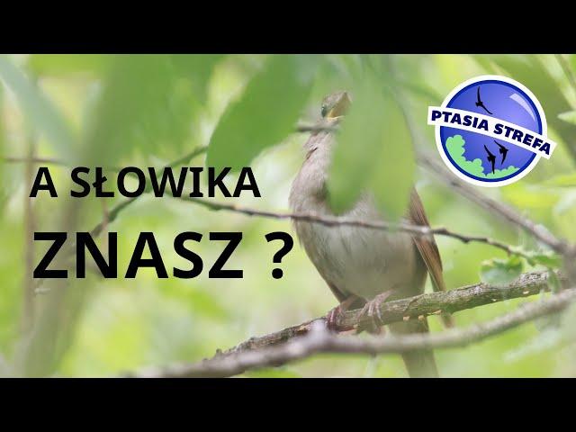 Gdzie jest słowik ?