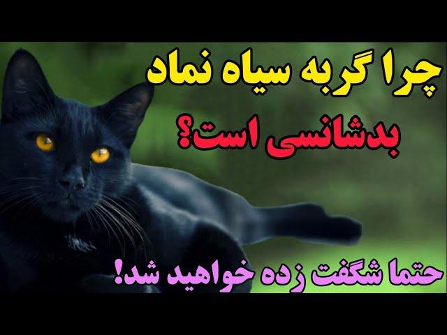 چرا گربه سیاه نماد بد شانسی است؟ دانستنی ها - دانستنی های جالب - دانستنی های روز