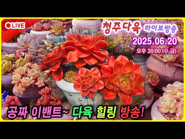 청다 라이브 카페 힐링 방송, 다육이 잘 키워보기!  6월 20일