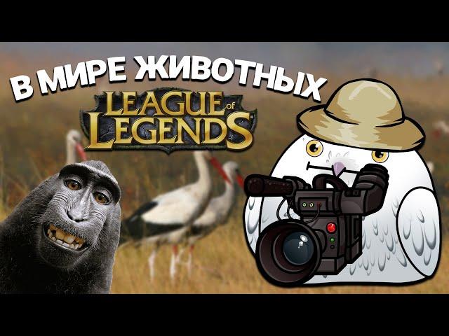 В мире животных | Лига легенд
