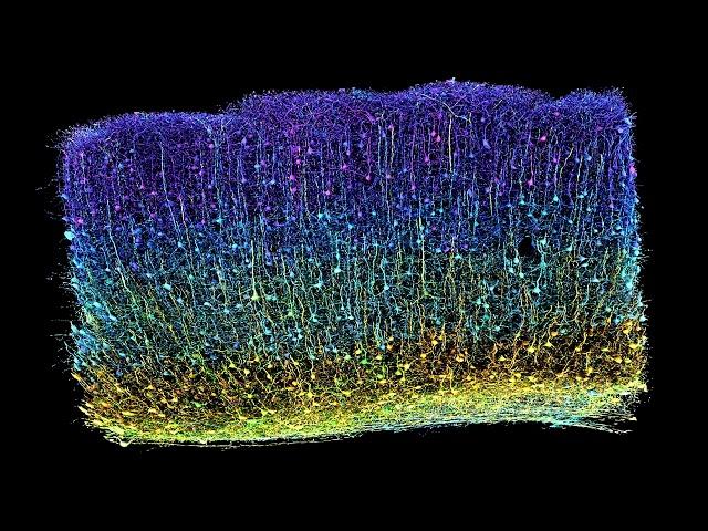 Explore the connections of the brain - MICrONS neuroscience data insights
