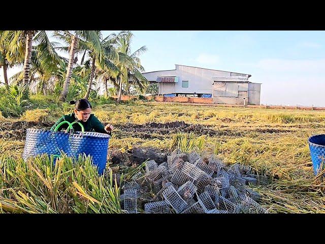 Vợ Chồng Miền Tây Bẫy Theo Đám Xã Với Đường Nước Dính Toàn Chuột Bự #vợchồngmiềntâytv