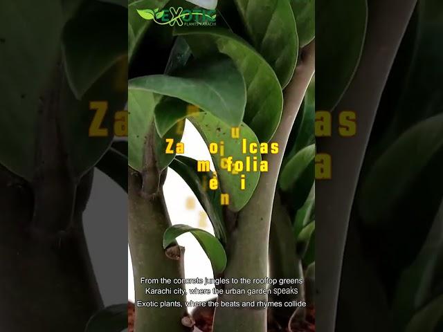 Zamioculcas Zamiifolia Zenzi