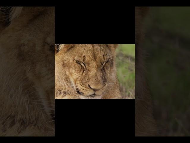 Adorable SLEEPY LIONS  | Cutest Lion Yawns and Snoozy Faces!