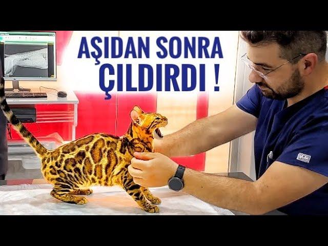 I TAKE MY CAT TO THE VET, AFTER ITS VACCINATION, TALKING CAT ATTACK MINTİK