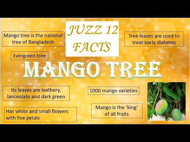 Mango tree facts - Juzz 12 facts