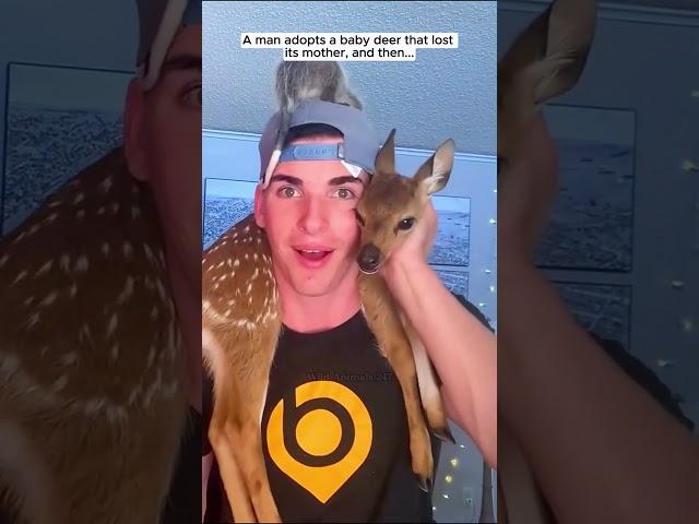 A man adopts a baby deer that lost its mother #deer #babydeer #short