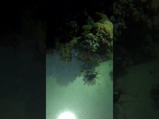 Firefish Part 1