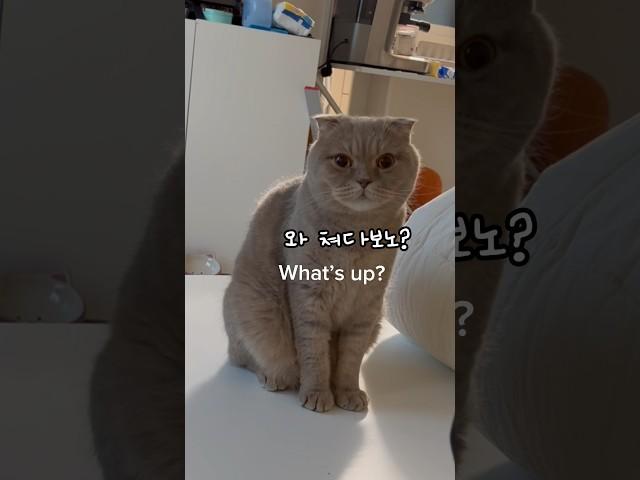 고양이 윤기의 아침 #귀여워