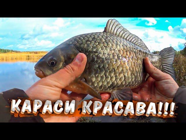 КАРАСИ МОНСТРЫ!!! Рыбалка на здоровых карасей на фидер в октябре | Karūsu cope, Lielupē
