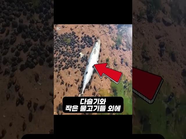 다슬기 5천마리를 1시간만에 잡는 꿀팁