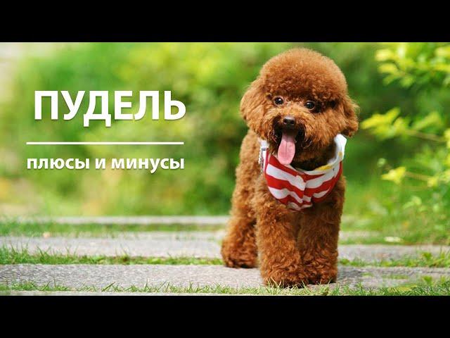 ПУДЕЛЬ. Плюсы и минусы породы POODLE