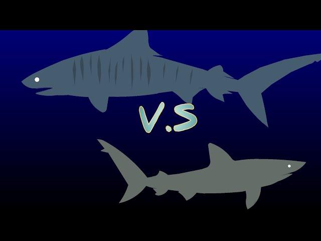 dusky shark vs tiger shark