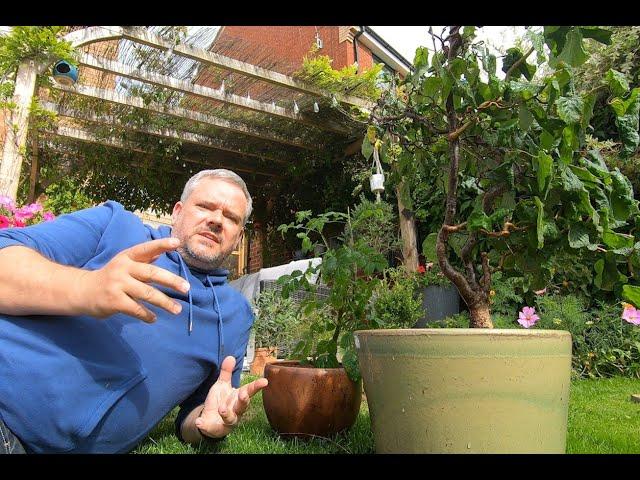 Making Bonsai from Nursery and Garden Stock Episode 1