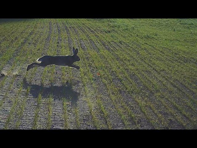 OPENING OF HARE HUNTING 2024