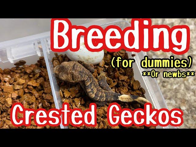 Breeding CRESTED GECKOS for BEGINNERS (or dummies)