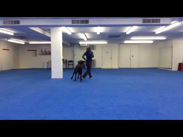 Improvin', Freestylin', & Trainin' with Jenn Michaelis & Terra - Canine Freestyle Practice