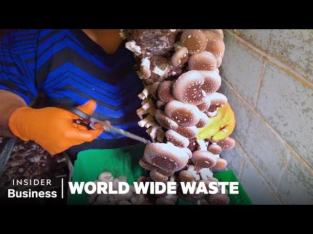 How Mushroom Startups Use Fungi To Fight Waste | World Wide Waste | Business Insider