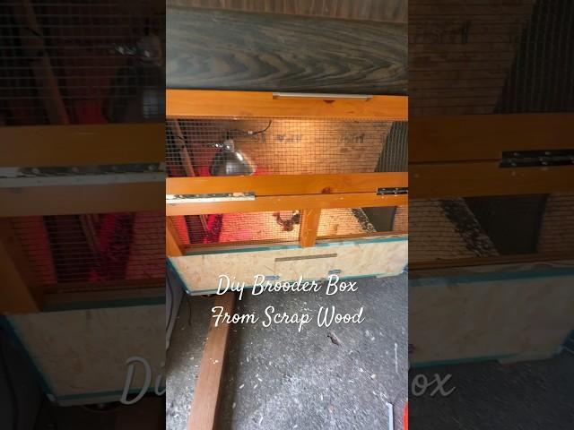 I barely made it in time!!  Diy brooder box from scrap wood 🫣 #diy #homestead #chickens #asmr